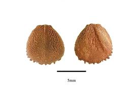   Seed:   Justicia adhatodoides ; Photo by R. Gibbons, USDA APHIS PPQ, Kirkbride et al. (2006)
